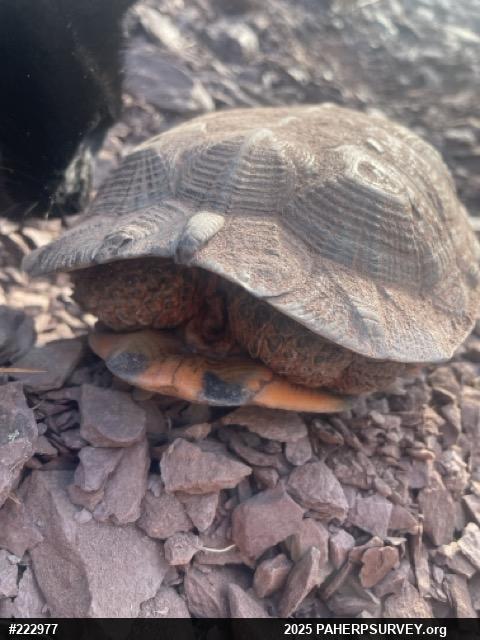 Wood Turtle