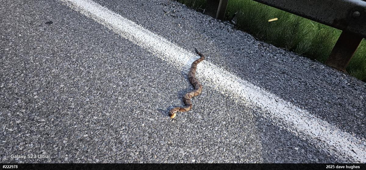 Northern Copperhead