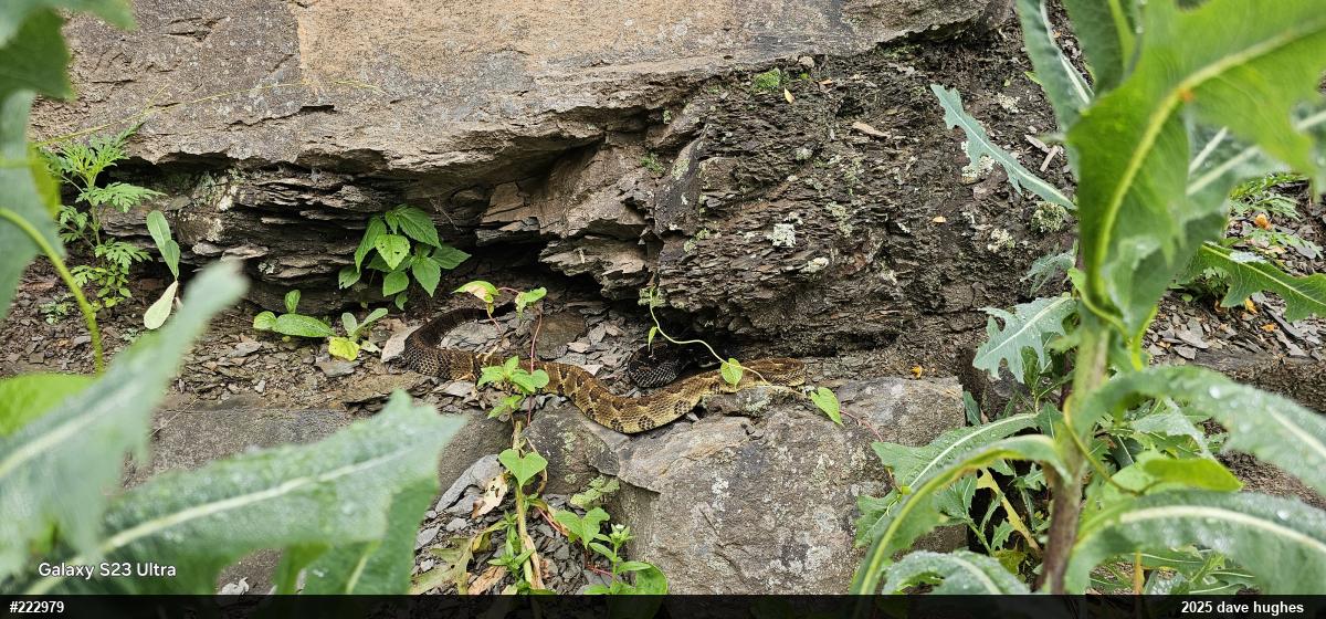 Timber Rattlesnake