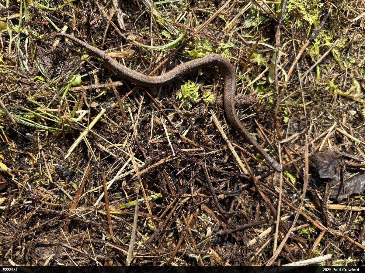 Dekay's Brownsnake