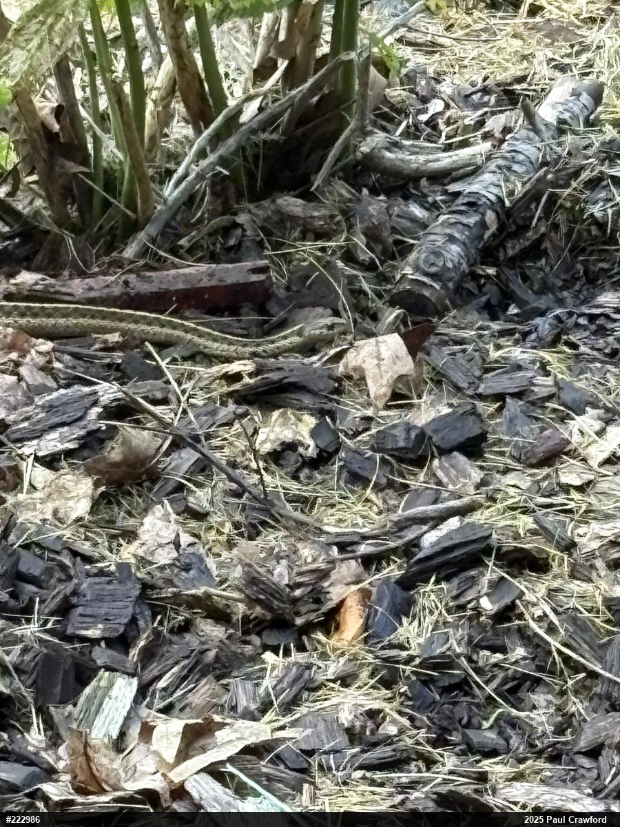 Eastern Gartersnake