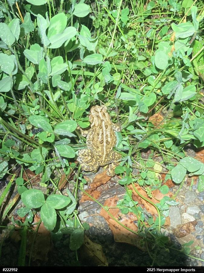 Eastern American Toad