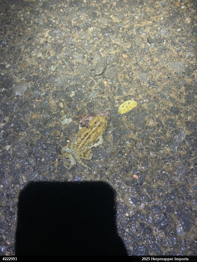 Eastern American Toad