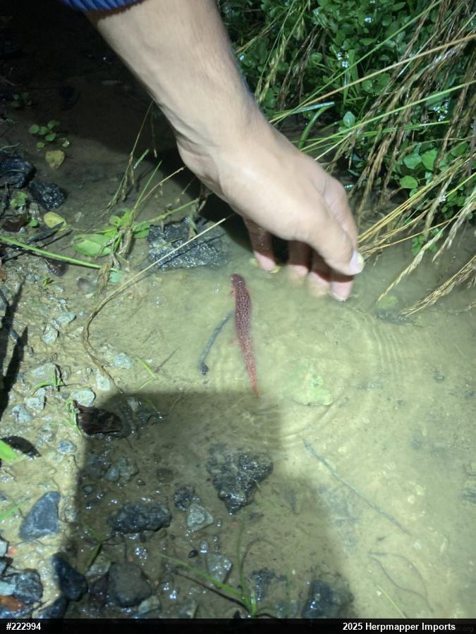 Northern Red Salamander