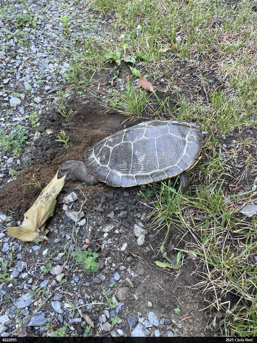 Northern Map Turtle