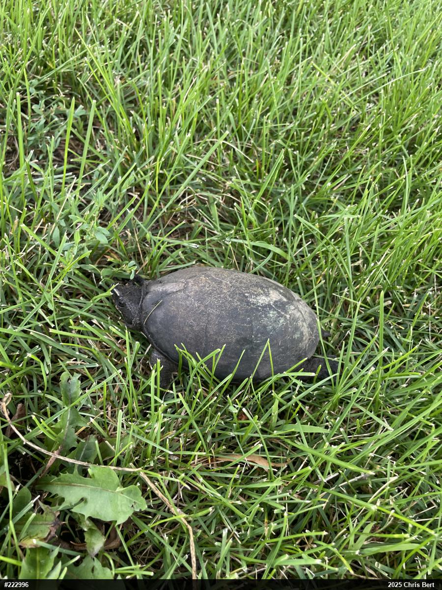 Eastern Musk Turtle