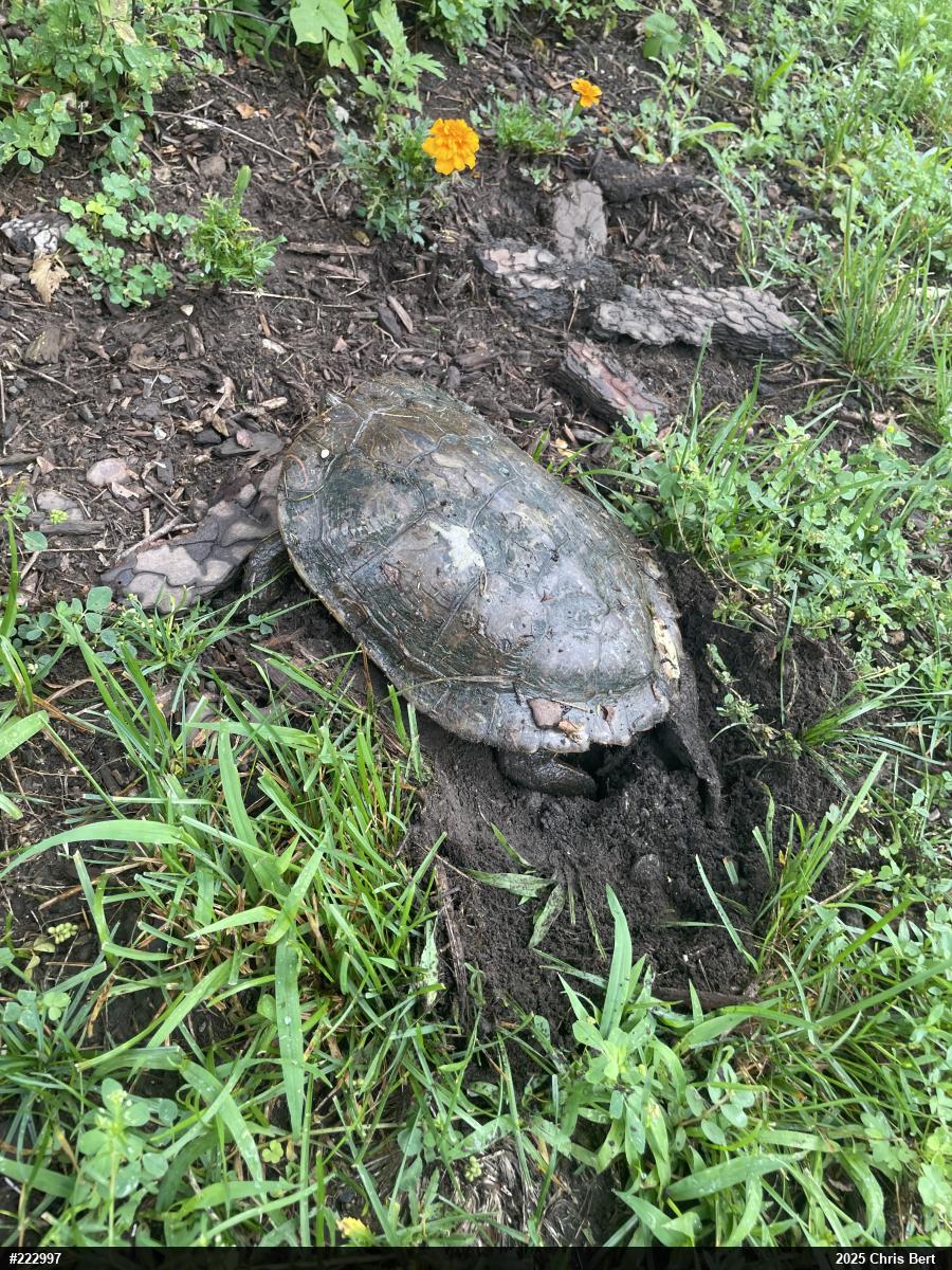 Northern Map Turtle