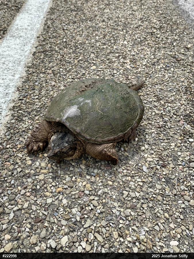 Snapping Turtle