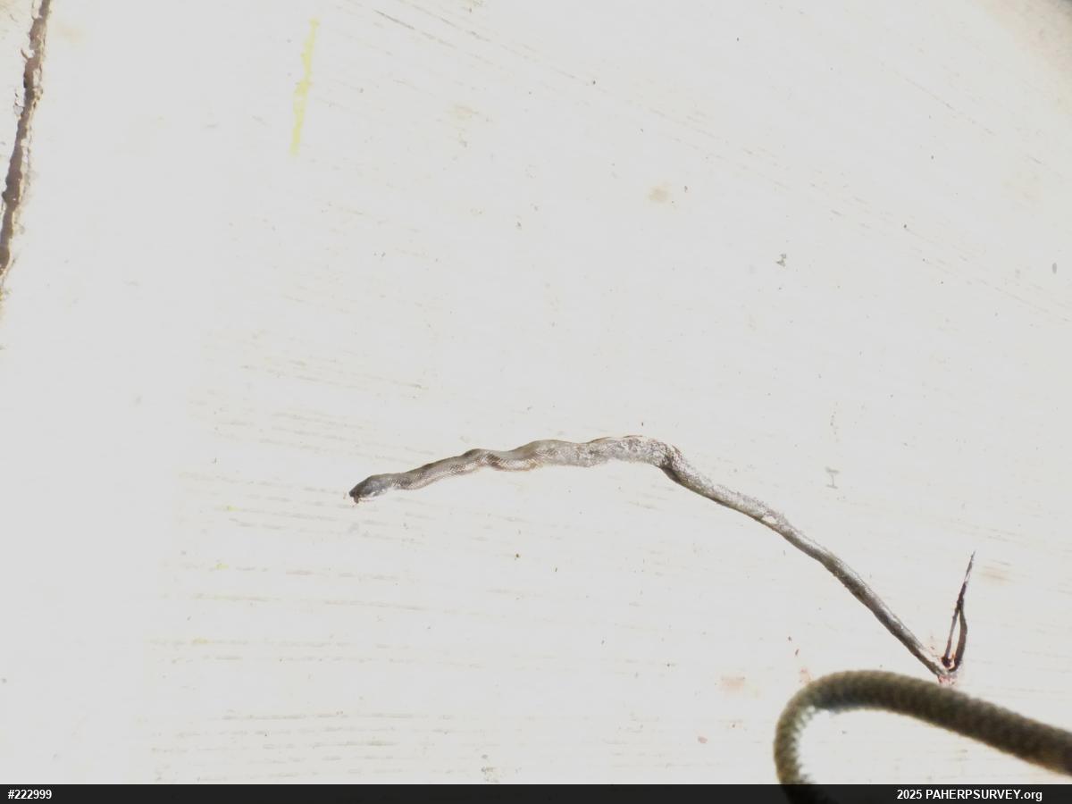 Eastern Ratsnake