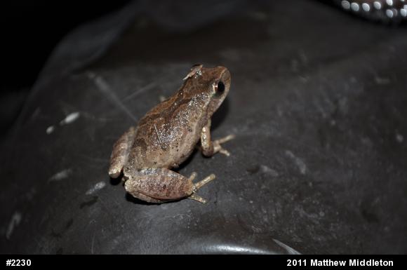 Spring Peeper