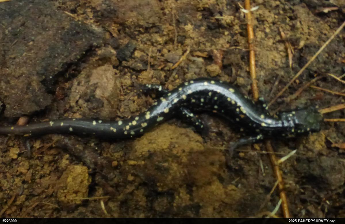 Northern Slimy Salamander