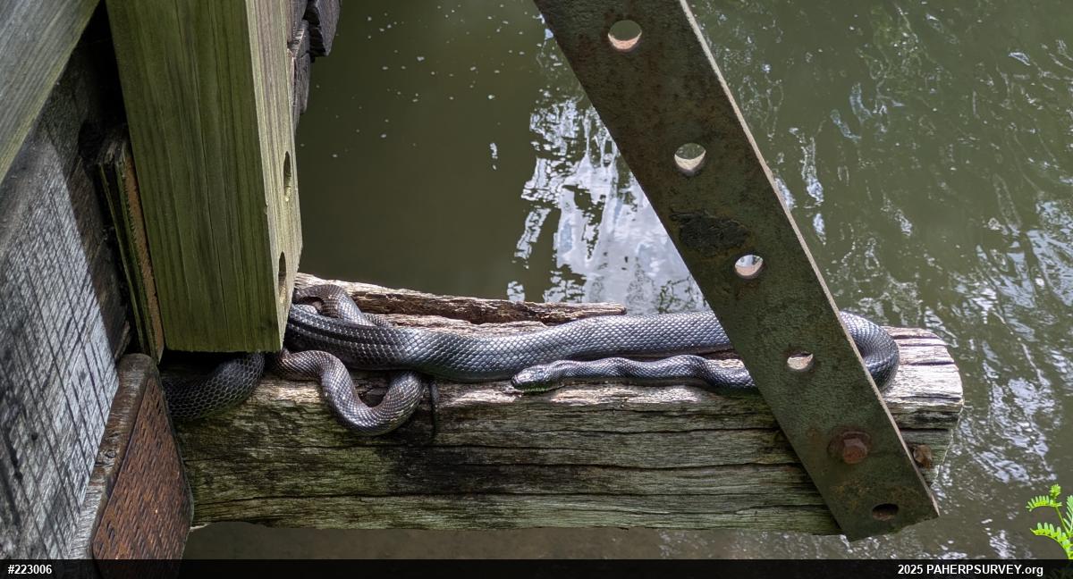 Eastern Ratsnake