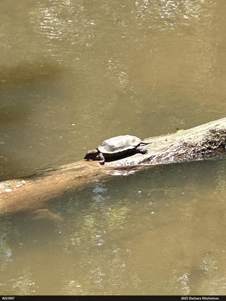 Wood Turtle