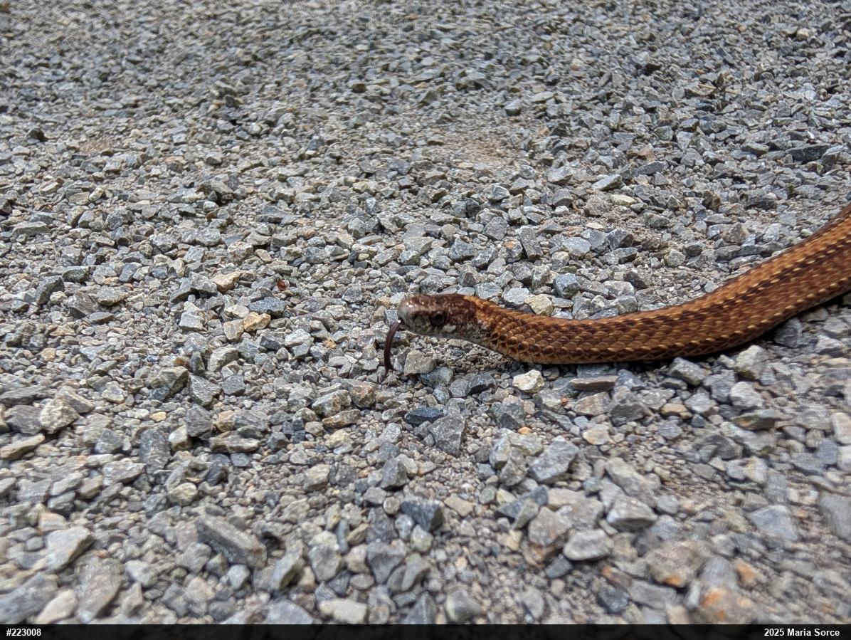 Red-bellied Snake