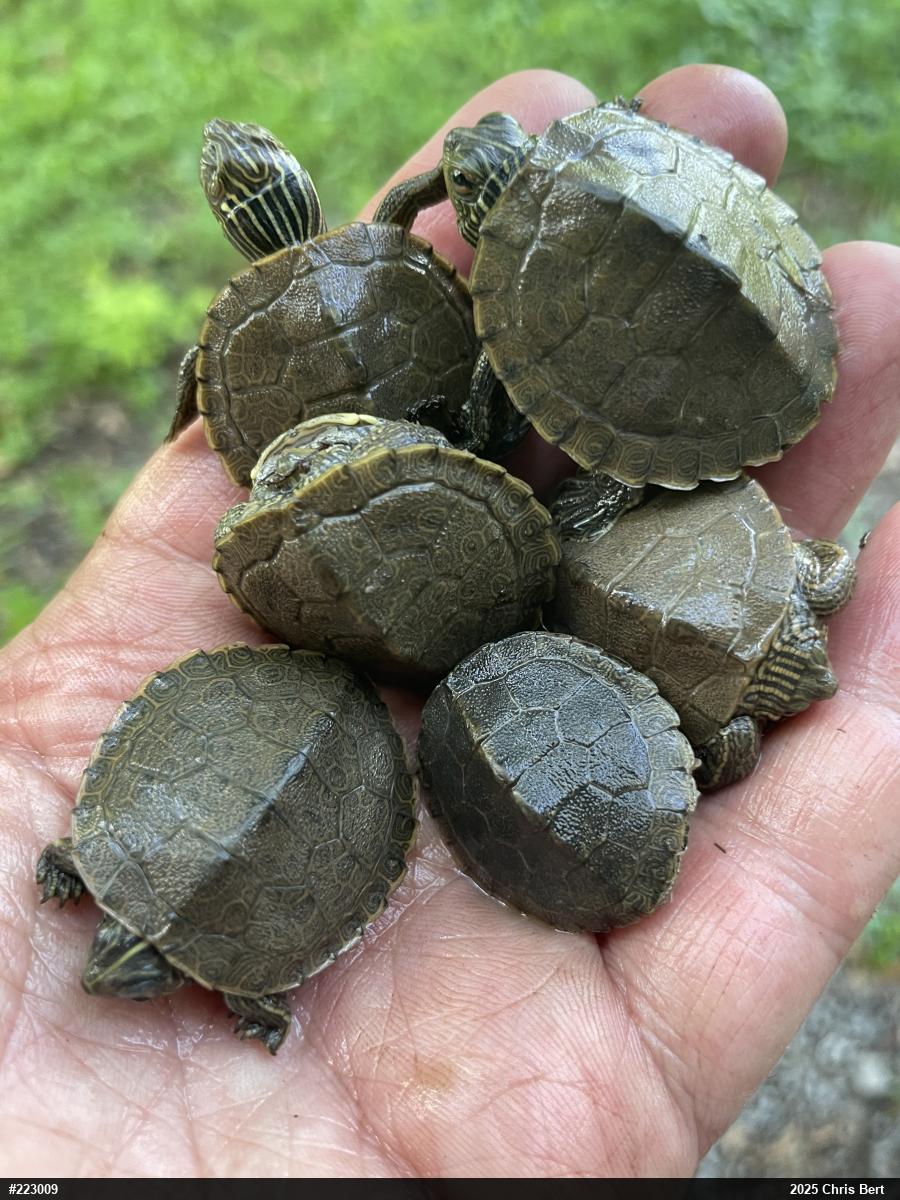 Northern Map Turtle