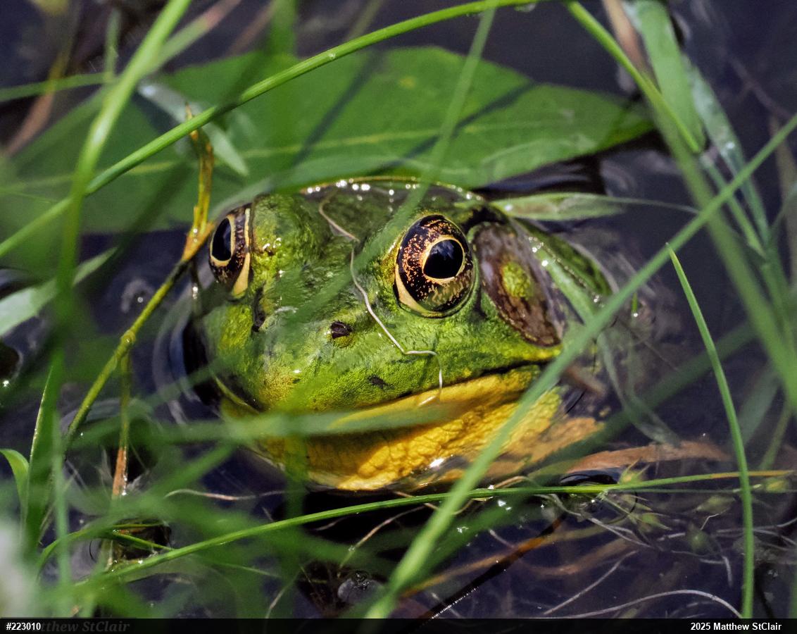 Green Frog