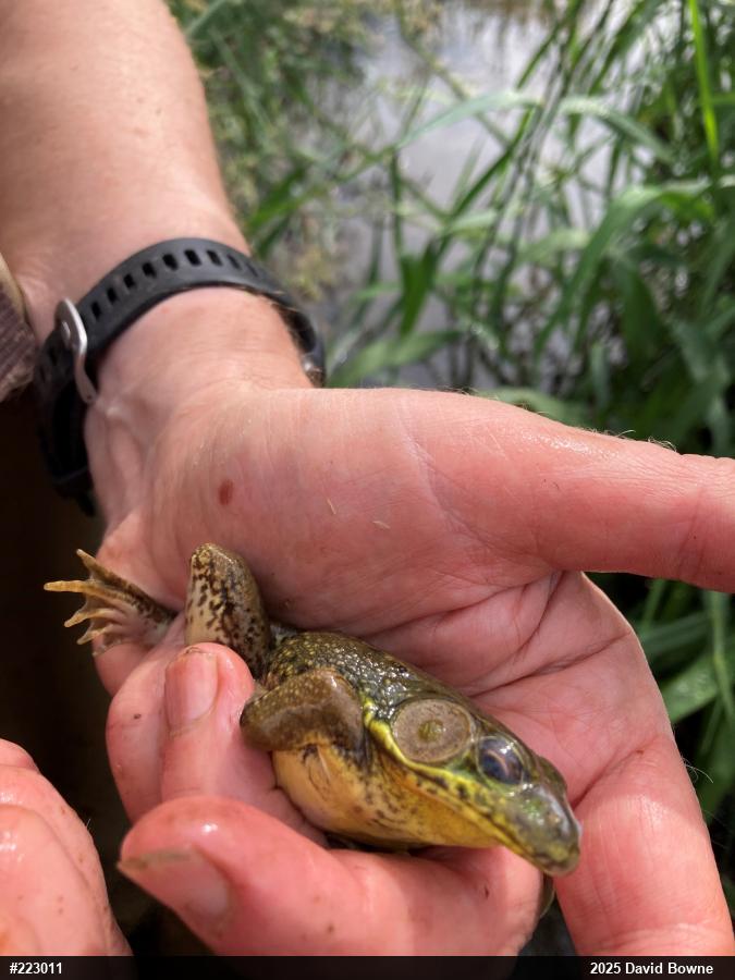Green Frog