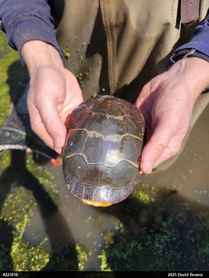 Eastern Painted Turtle