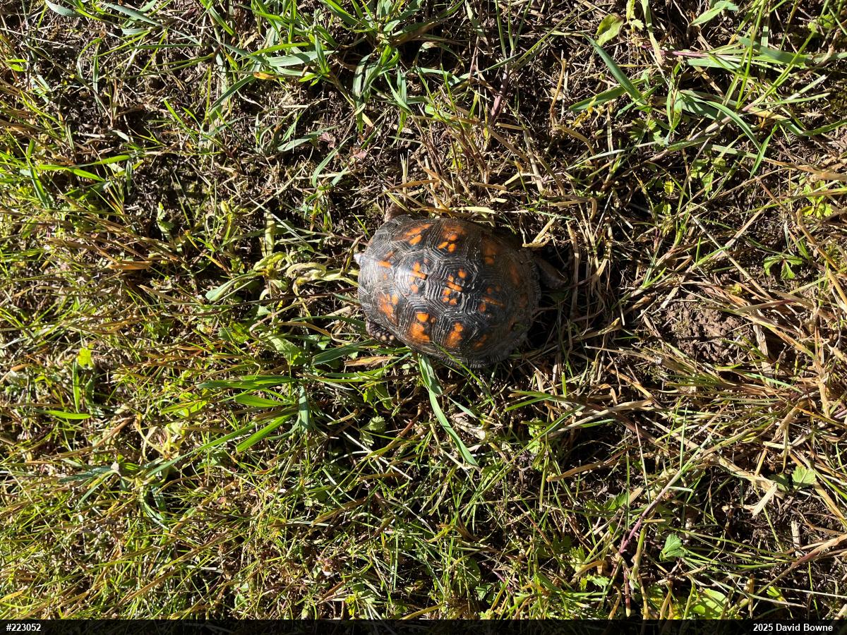 Eastern Box Turtle