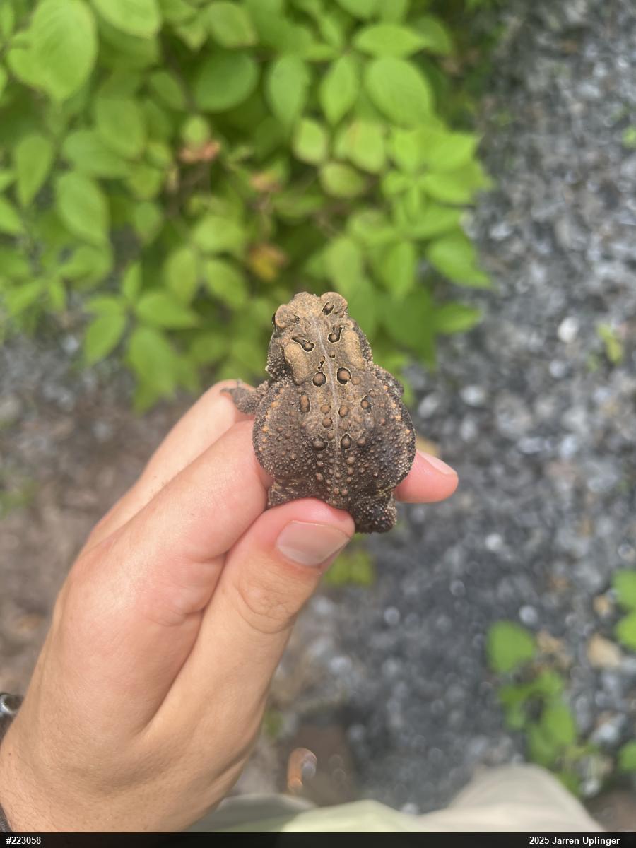 Eastern American Toad