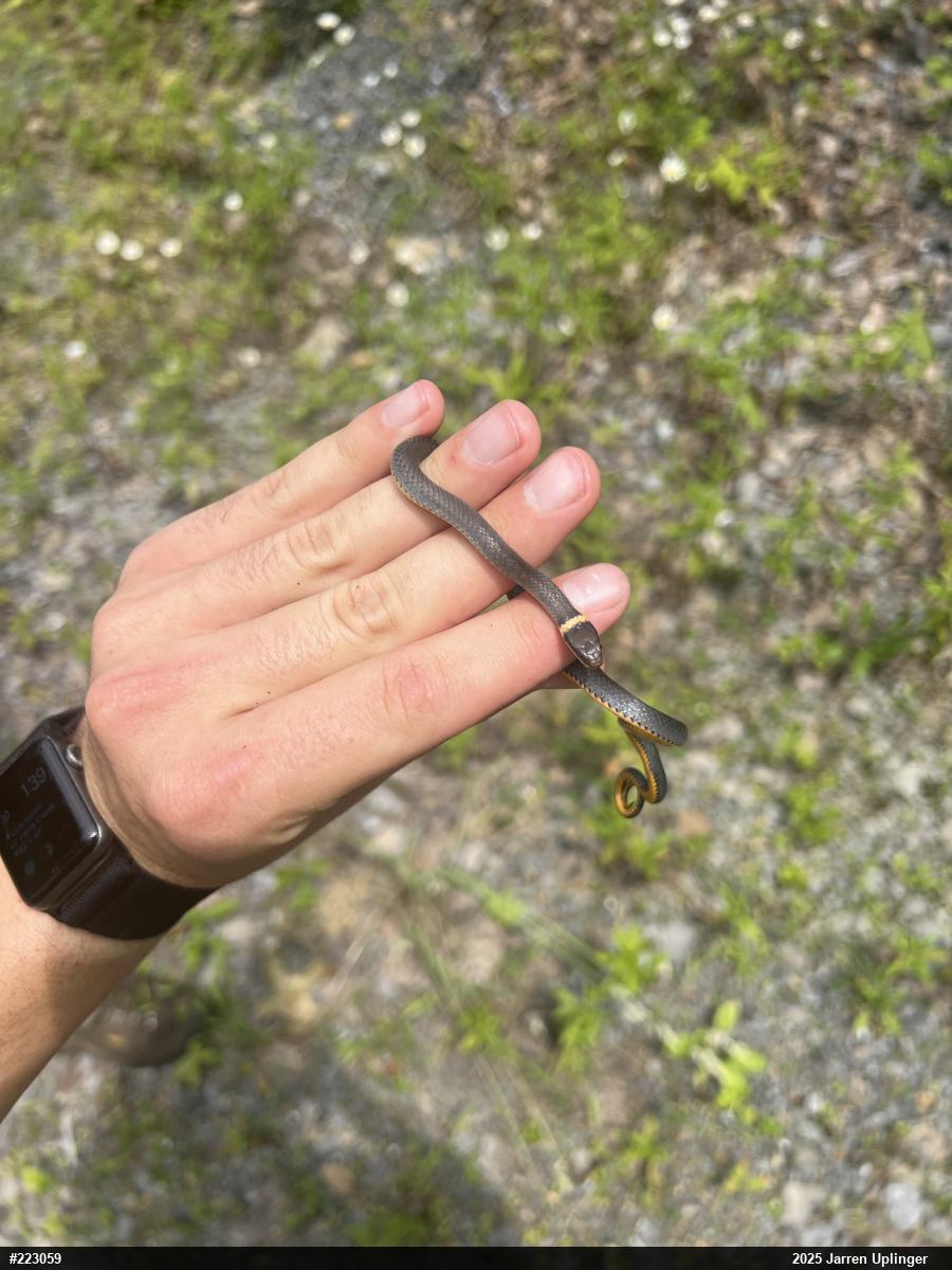 Northern Ring-necked Snake