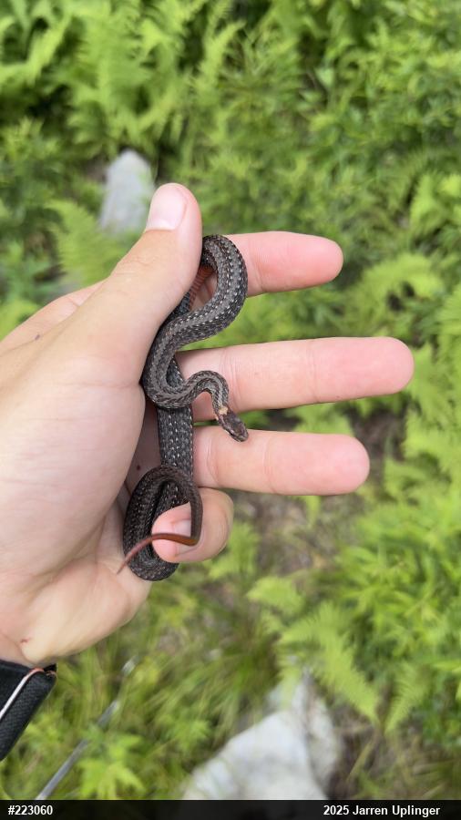 Red-bellied Snake