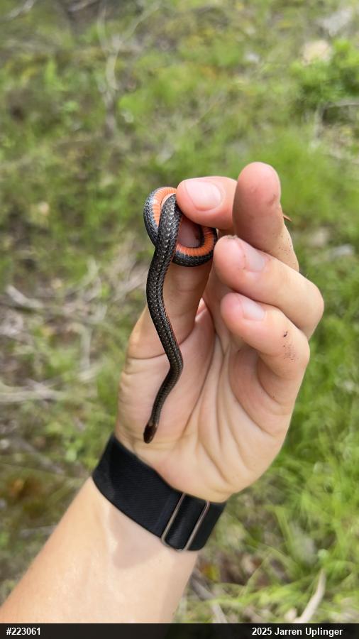Red-bellied Snake