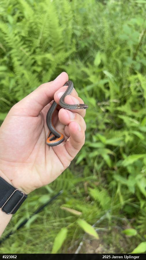 Red-bellied Snake
