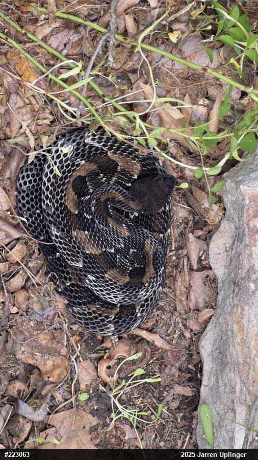 Timber Rattlesnake
