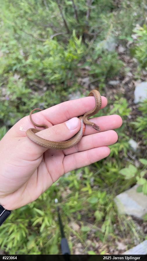 Red-bellied Snake