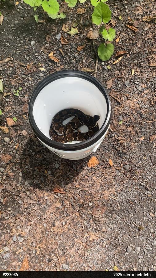 Timber Rattlesnake