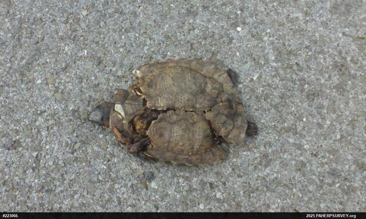Wood Turtle