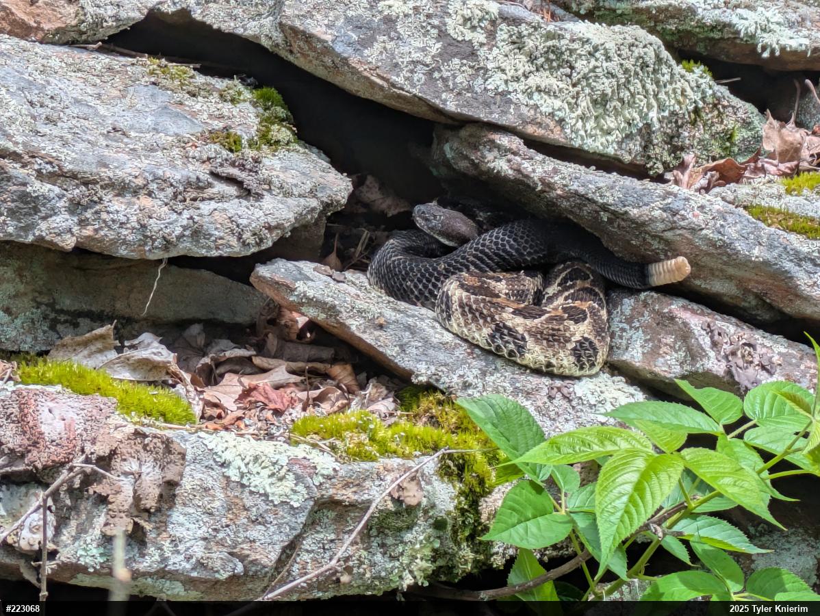Timber Rattlesnake