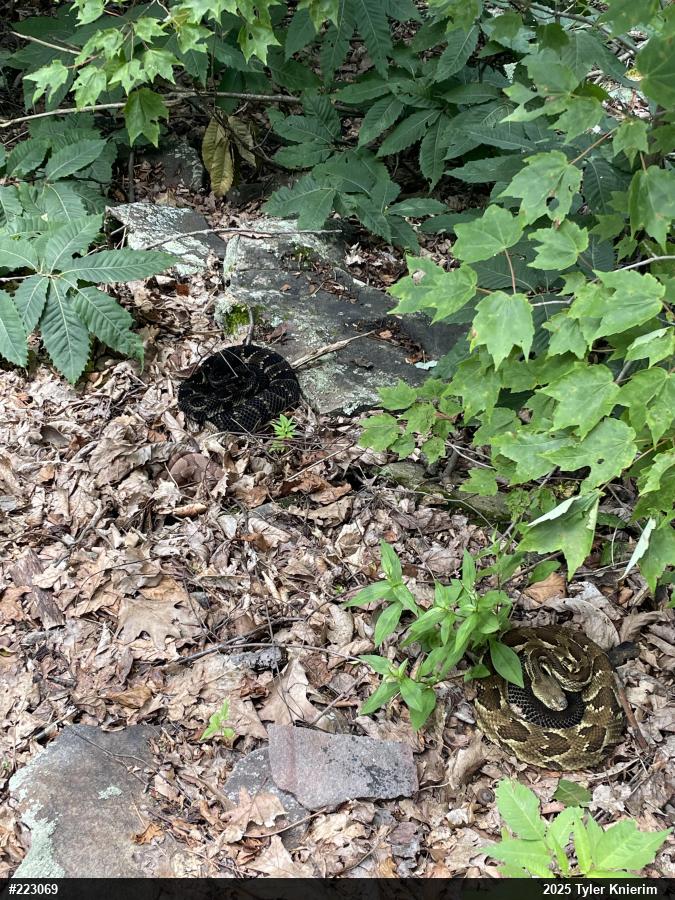 Timber Rattlesnake