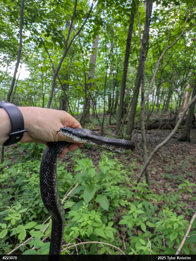 Eastern Ratsnake