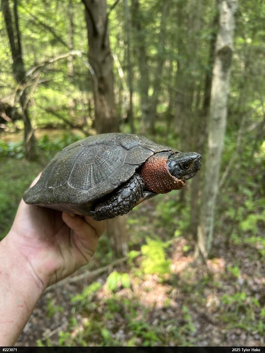 Wood Turtle