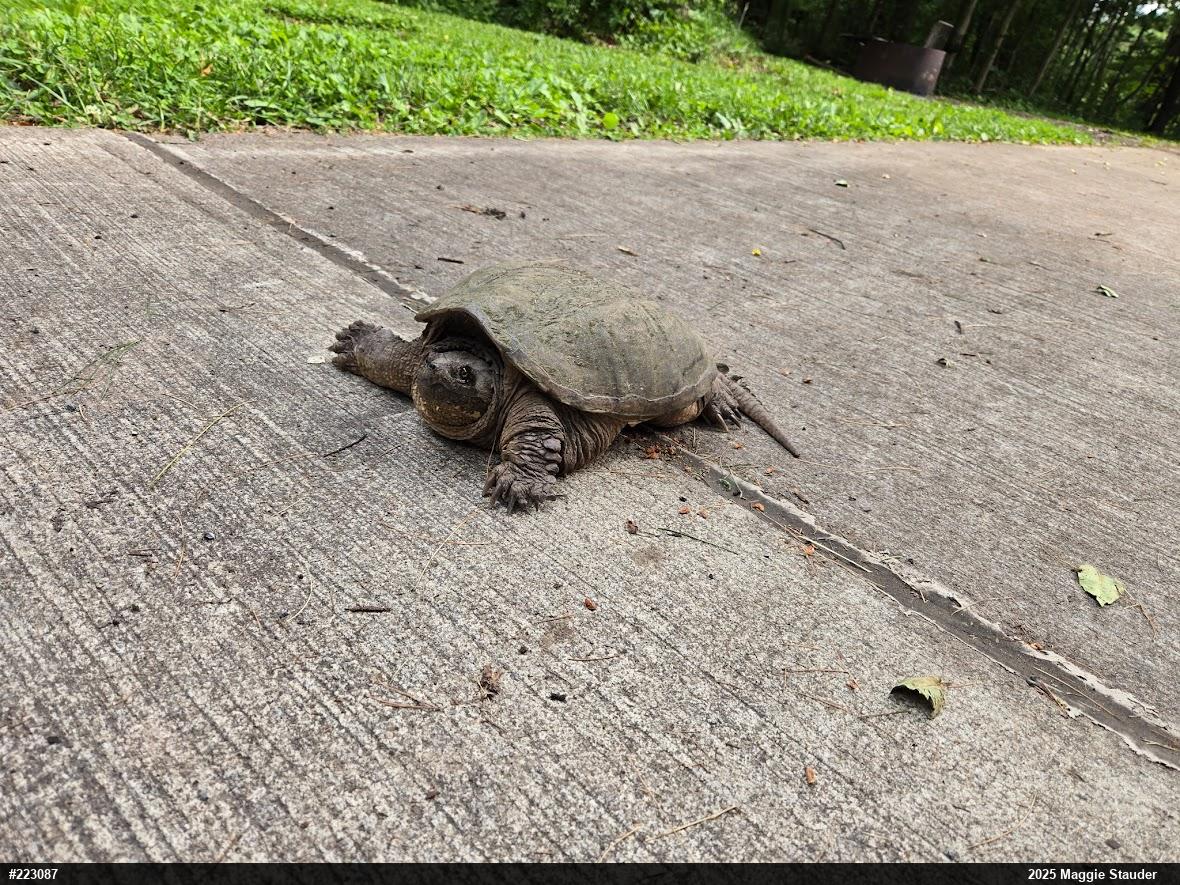Snapping Turtle