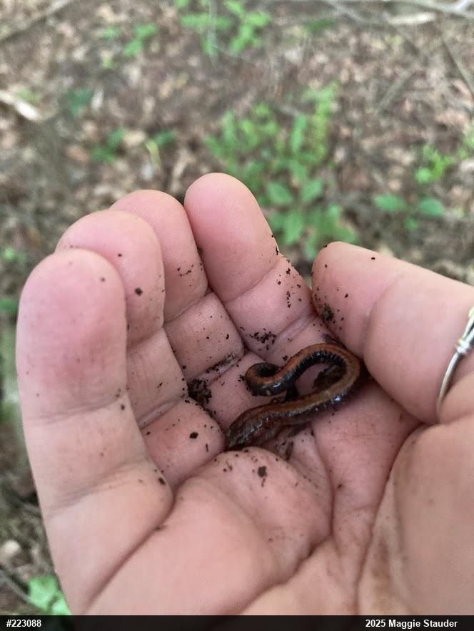 Eastern Red-backed  Salamander