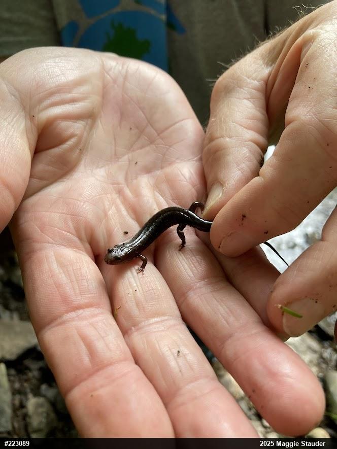 Allegheny Mountain Dusky Salamander