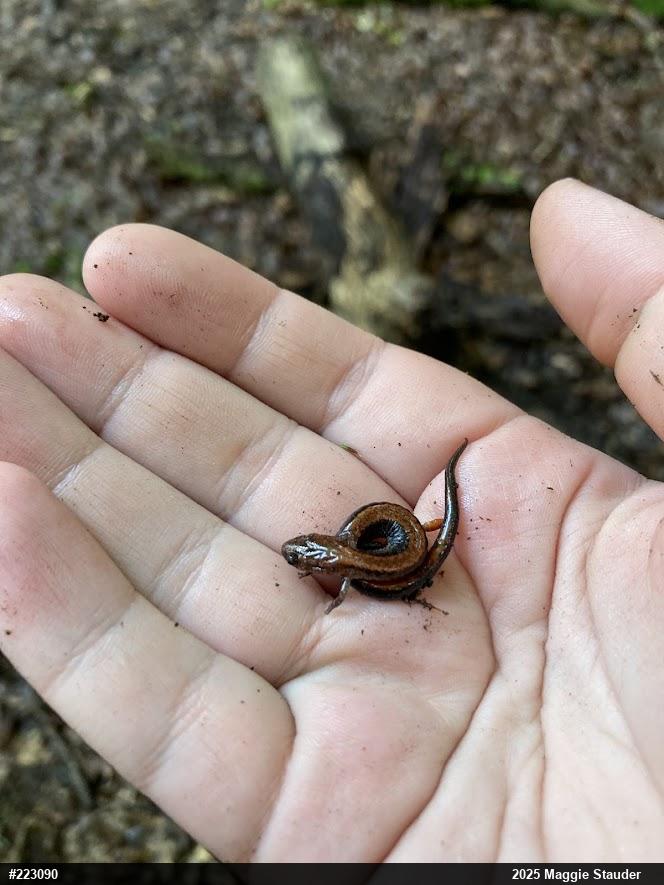 Eastern Red-backed  Salamander