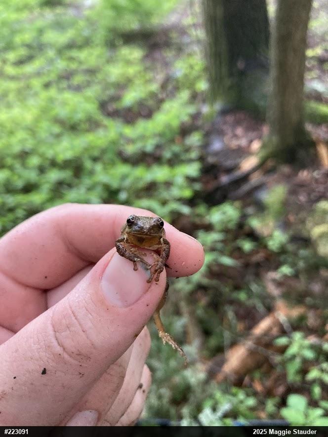 Spring Peeper