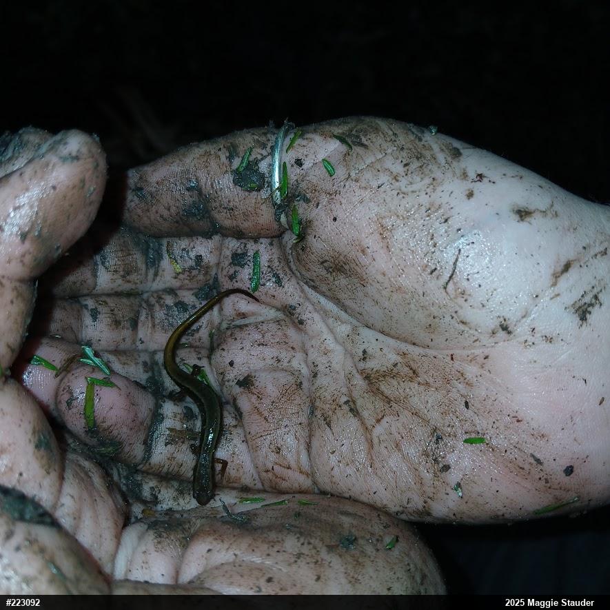 Northern Two-lined Salamander