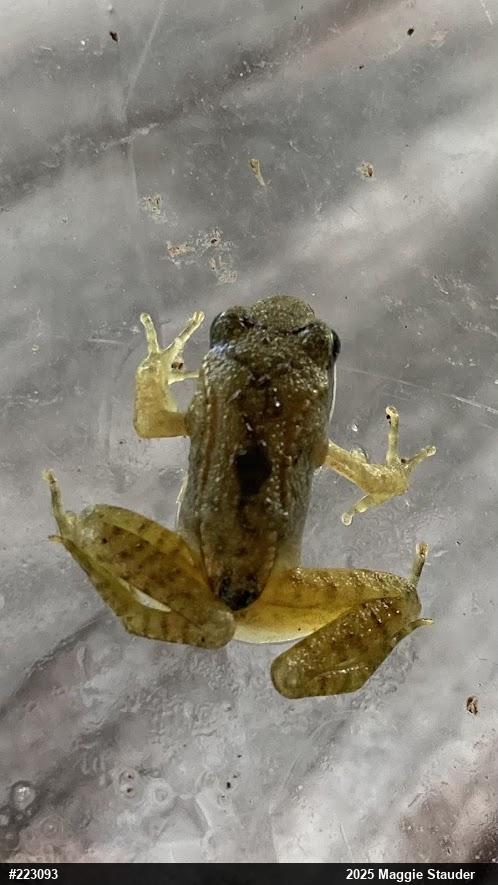 Wood Frog