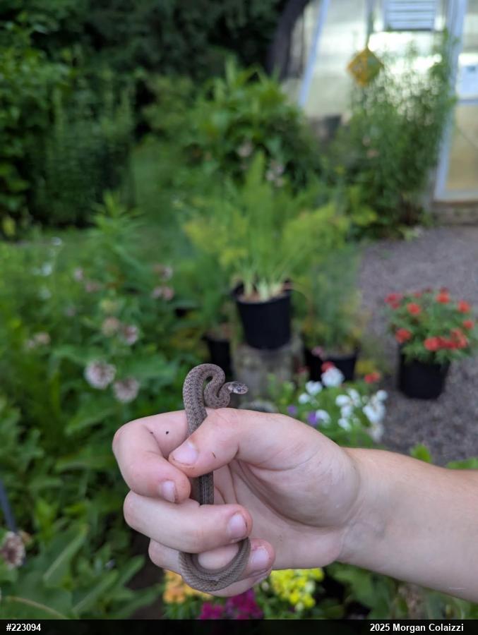 Dekay's Brownsnake