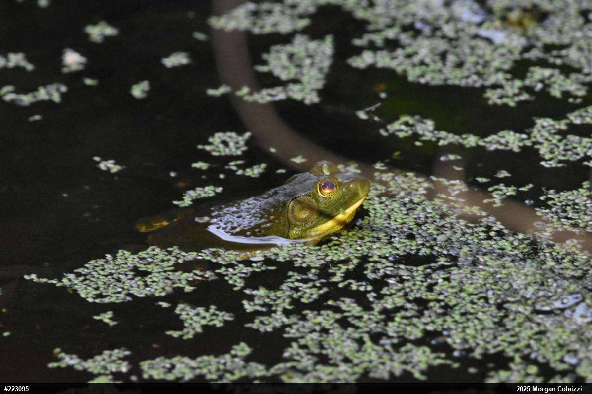 Green Frog