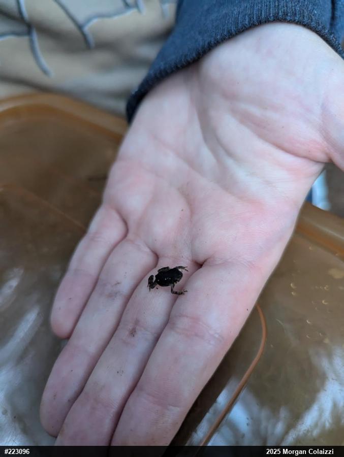 Eastern American Toad