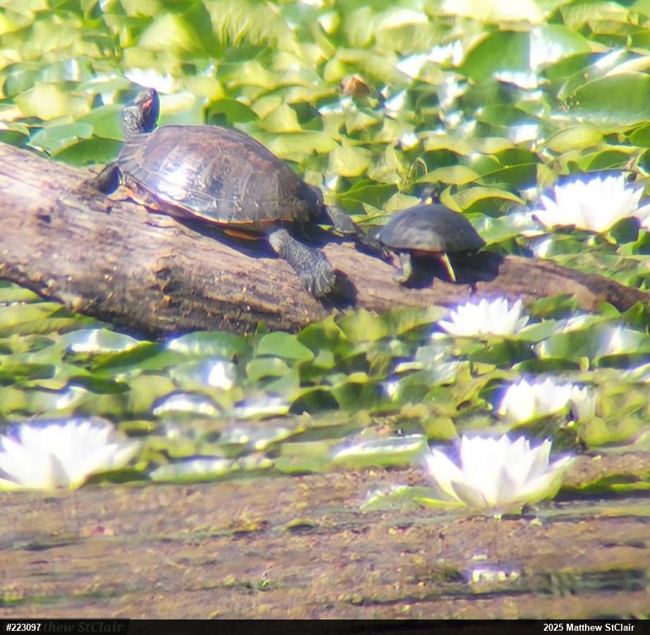 Red-eared Slider