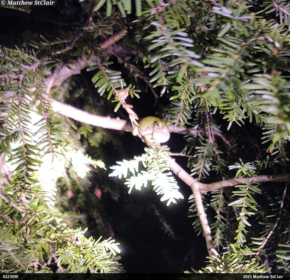 Unknown Gray Treefrog