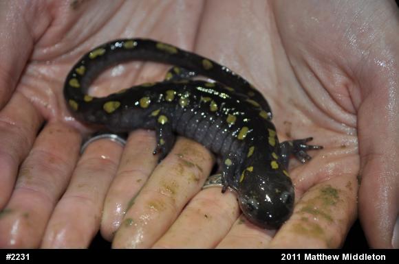 Spotted Salamander