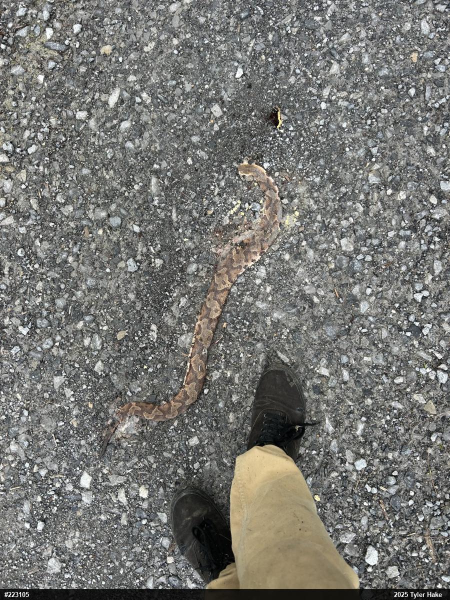 Northern Copperhead